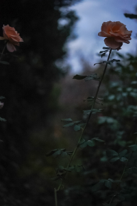 東大宮にあるカットが人気の美容室・美容院「Repos ルポ 東大宮」のブログ記事「ツヤと立体感のW効果」